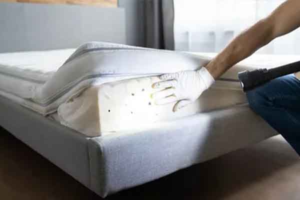 Bed bug control service