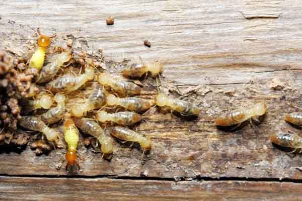 Termite control service